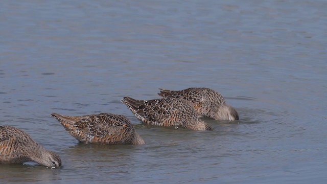 Long-billed Dowitcher - ML241710531