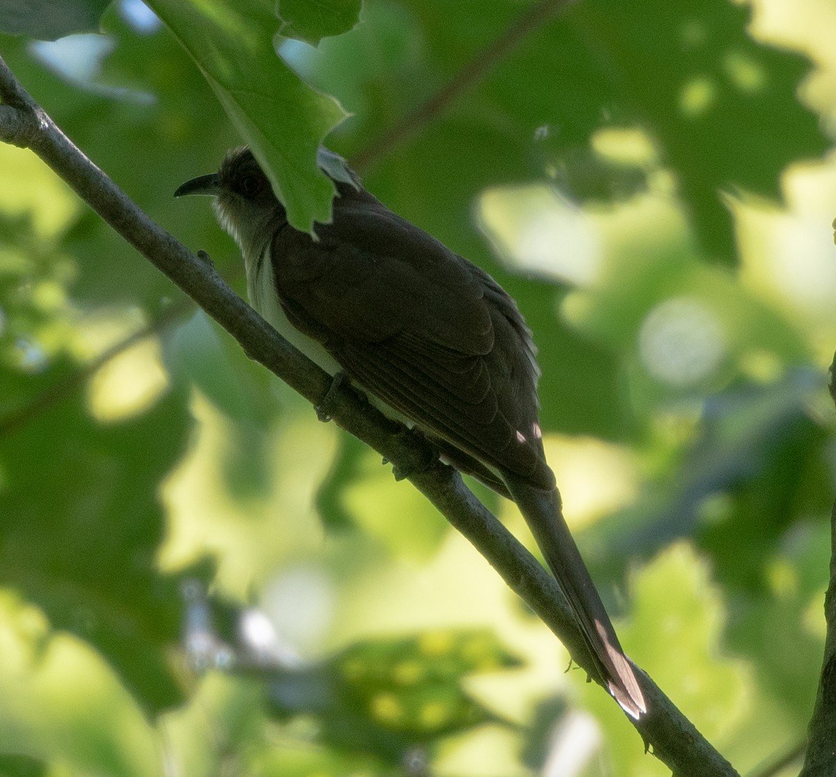 Cuclillo Piquinegro - ML241711201