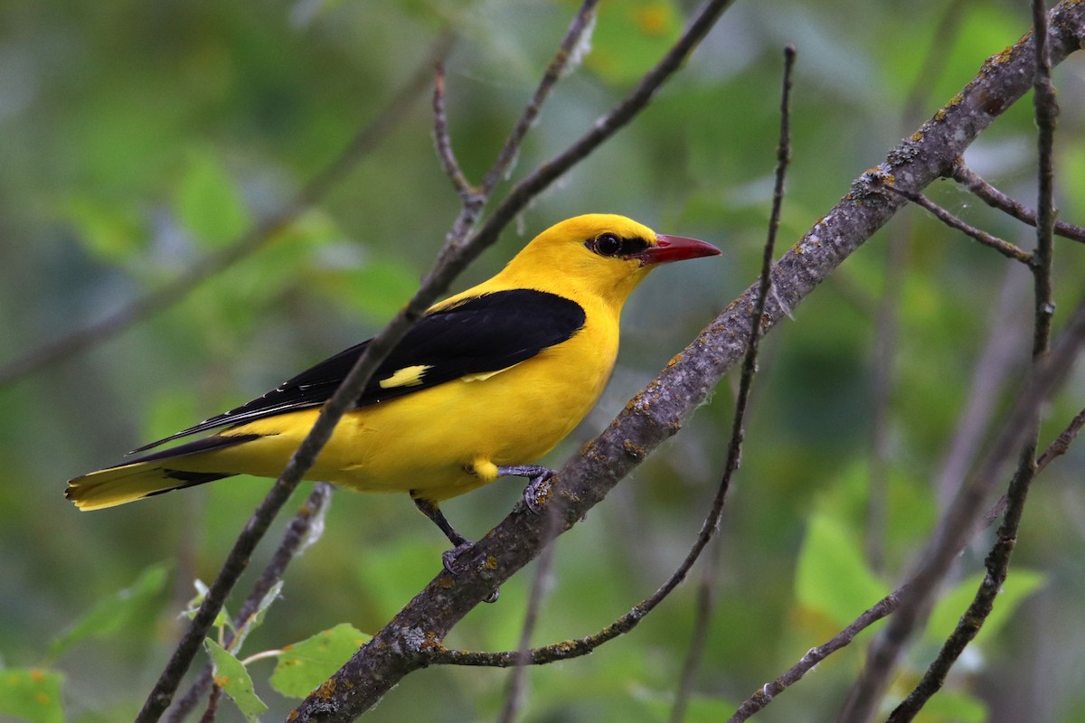 Eurasian Golden Oriole - ML241716541