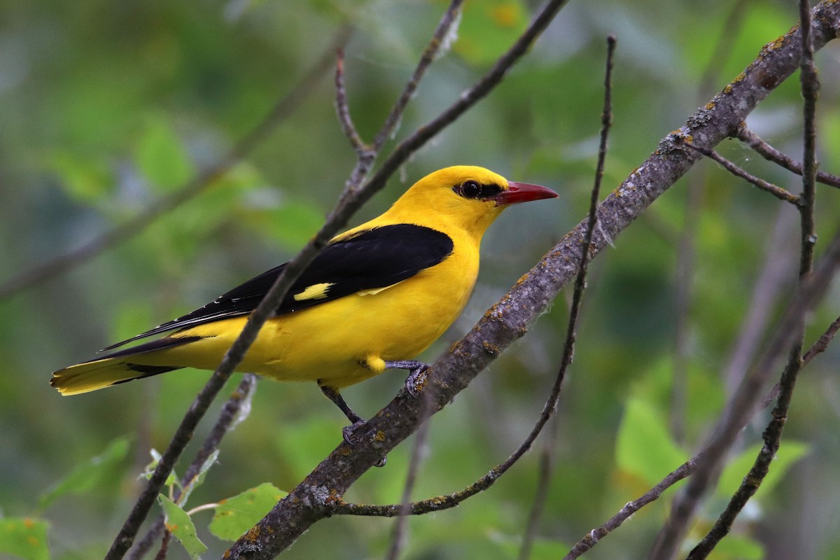 Eurasian Golden Oriole - Joaquín Salinas