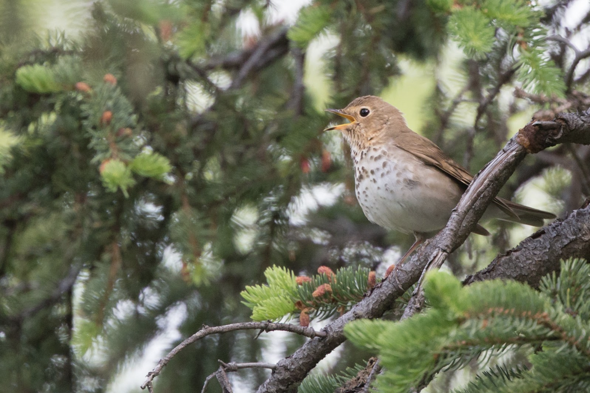 Swainson's Thrush - ML241716731