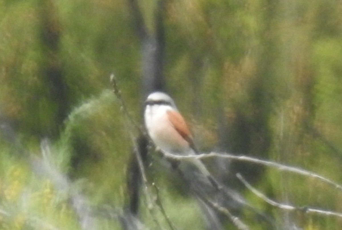 Red-backed Shrike - ML241716871