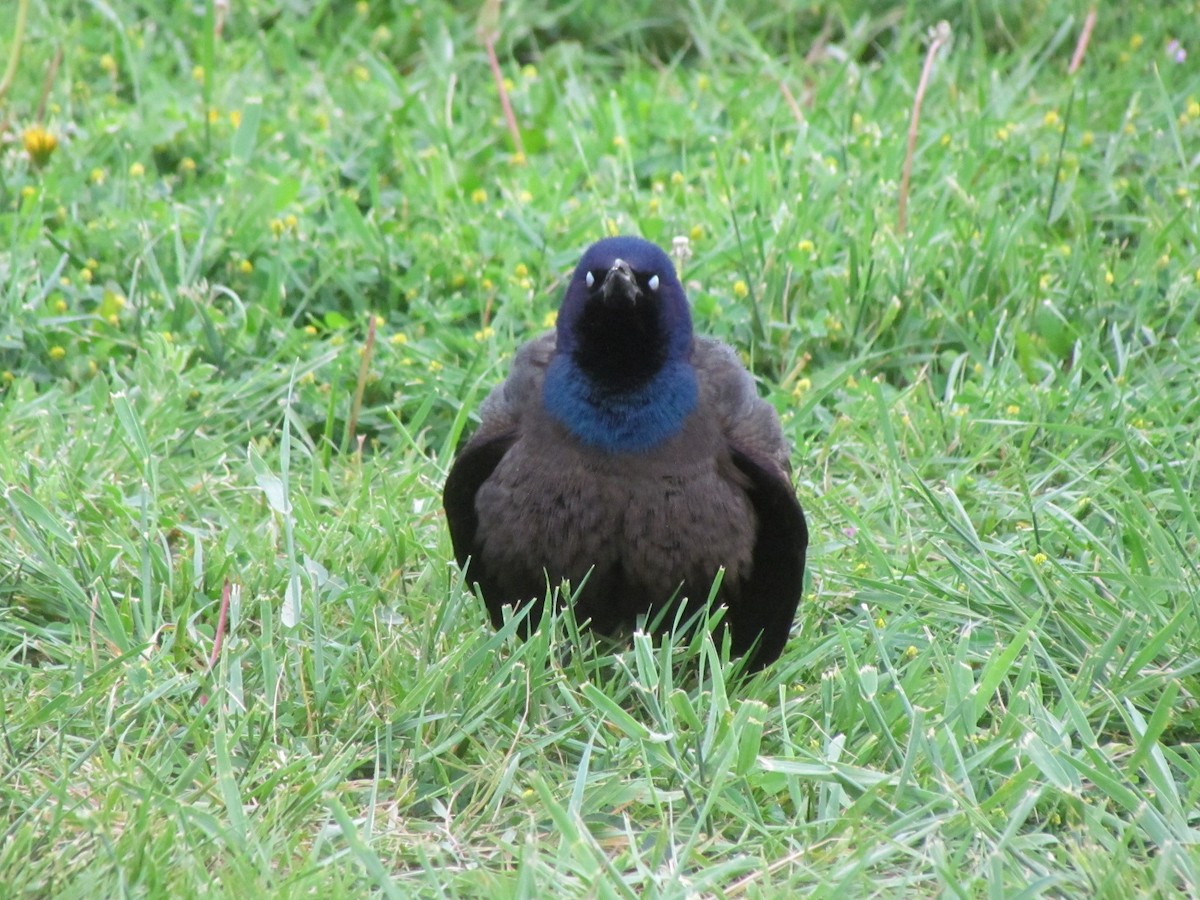 Common Grackle - ML241717541