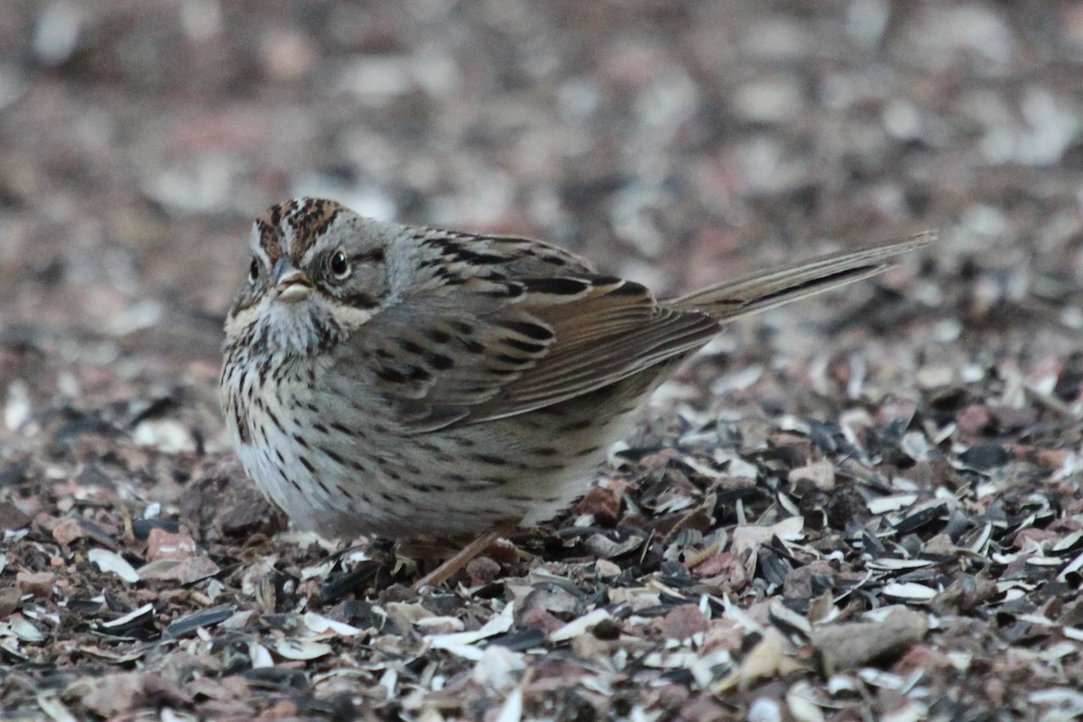 Lincoln's Sparrow - David Yeamans