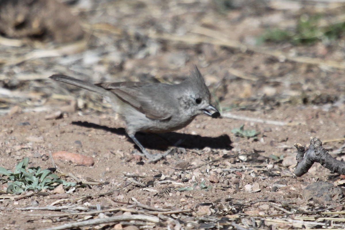 Juniper Titmouse - David Yeamans