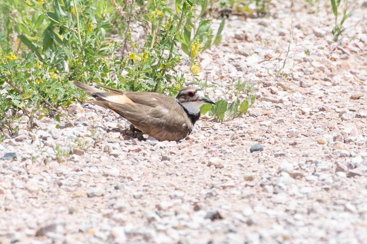 Killdeer - ML241719721