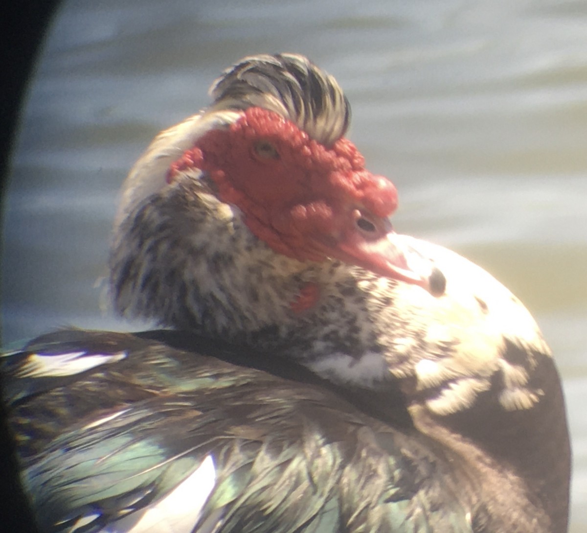 Muscovy Duck (Domestic type) - ML241719731