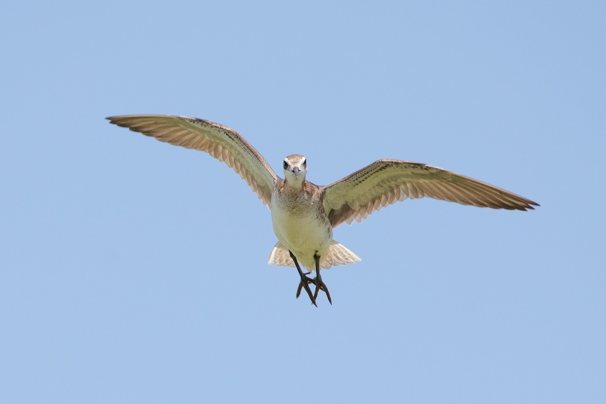 Wilson's Phalarope - ML241720691