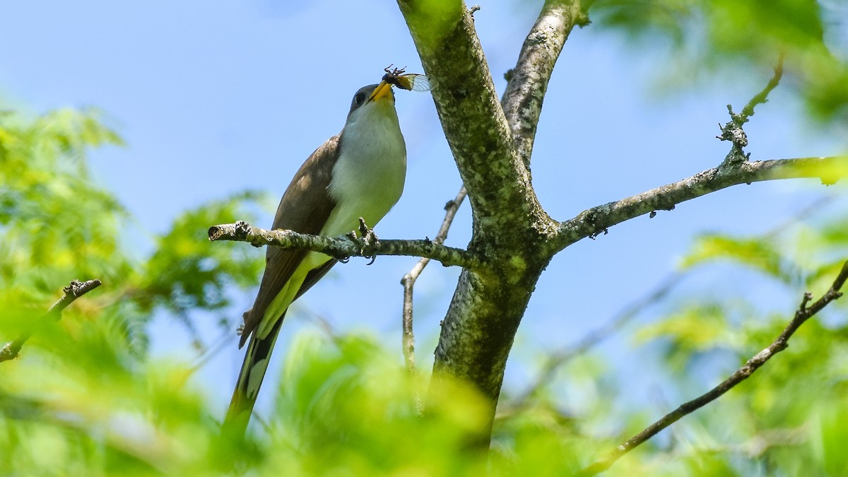 Yellow-billed Cuckoo - ML241722291