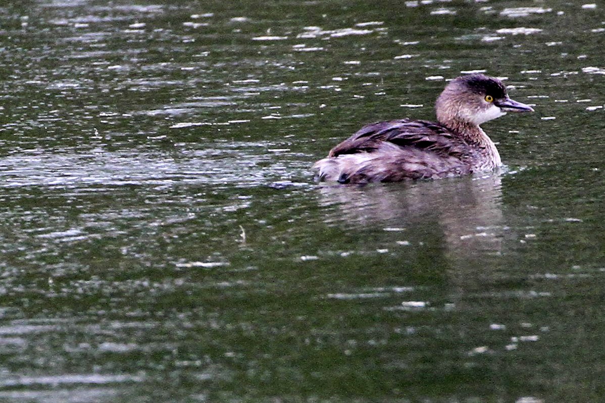 Least Grebe - ML241722461