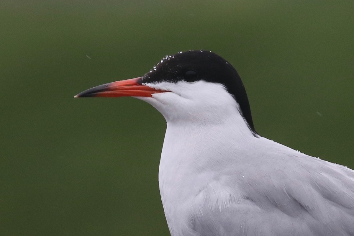 Common Tern - ML241724321