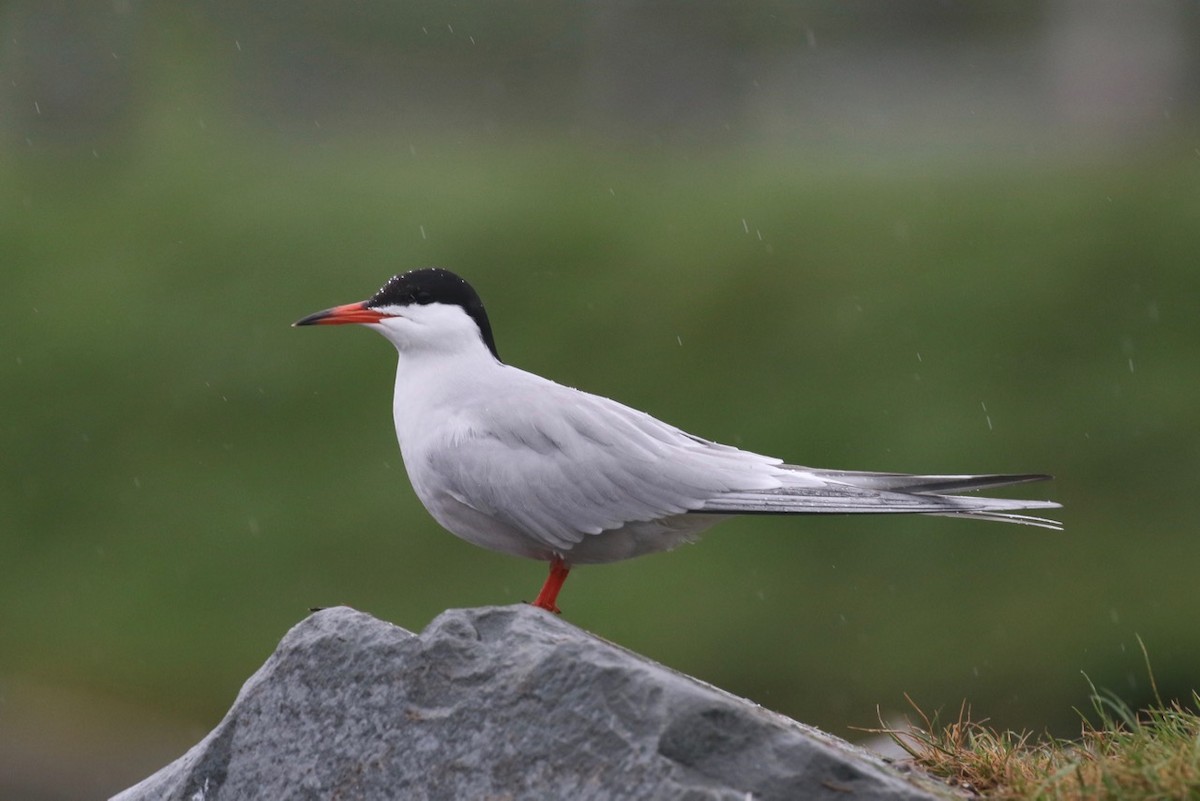 Common Tern - ML241724341