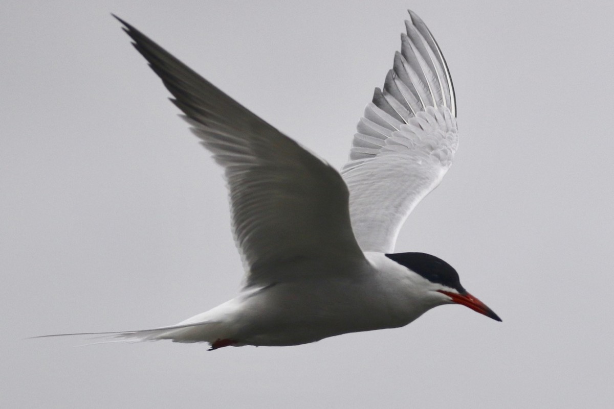 Common Tern - ML241724361