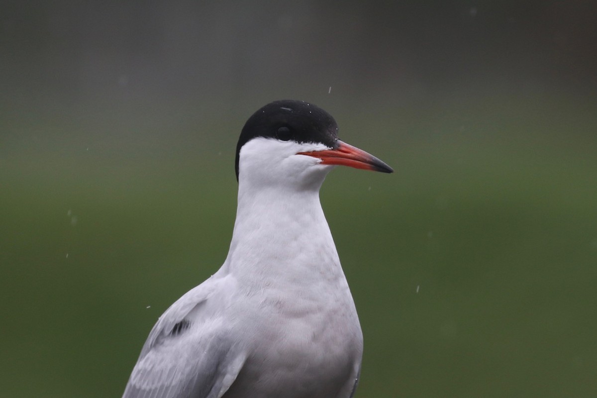 Common Tern - ML241724401