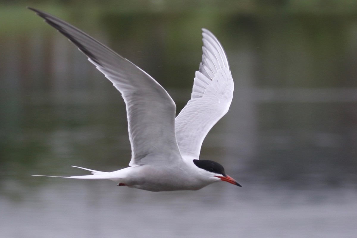 Common Tern - ML241724411