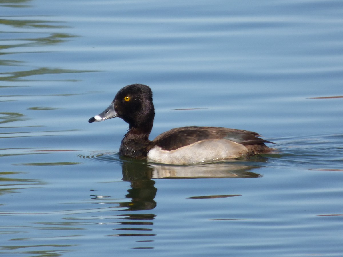 Ring-necked Duck - ML24172661