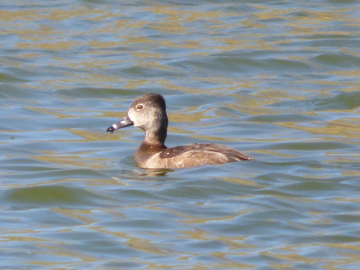 Ring-necked Duck - ML24172711