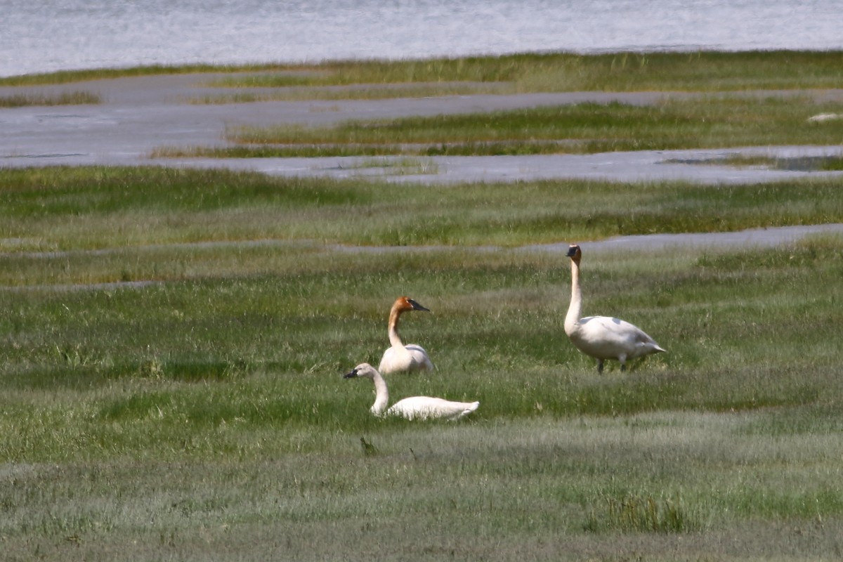 Trumpeter Swan - Dominique Genna