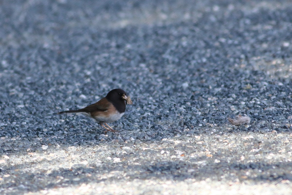 Dark-eyed Junco - Dominique Genna