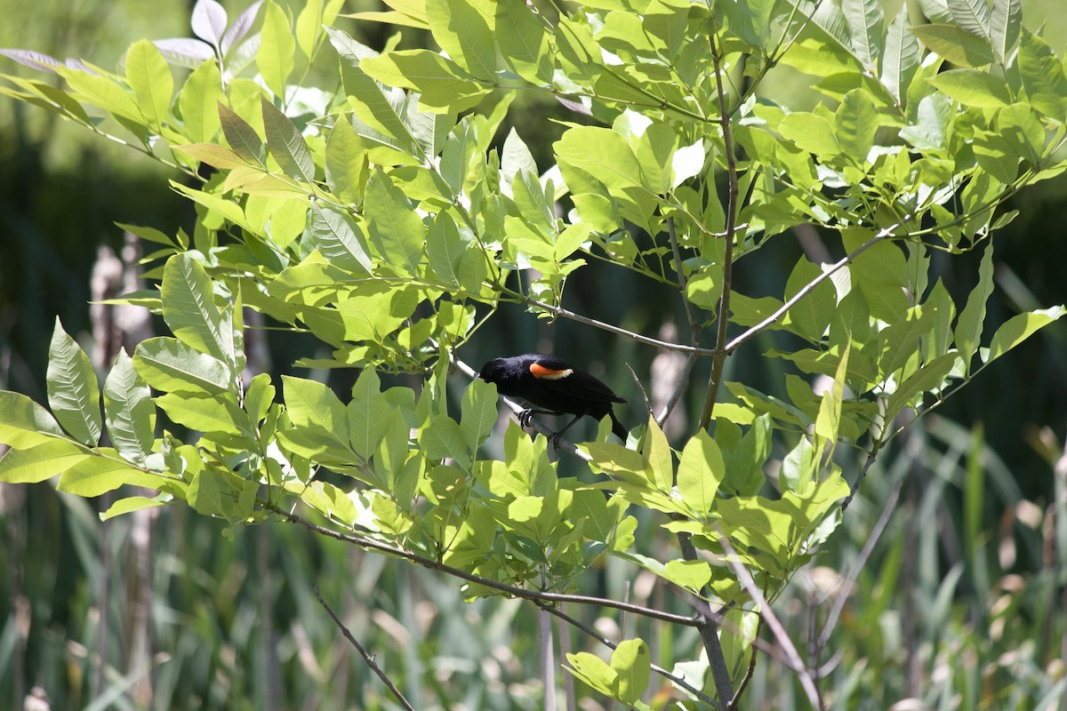 Red-winged Blackbird - Conor Tompkins