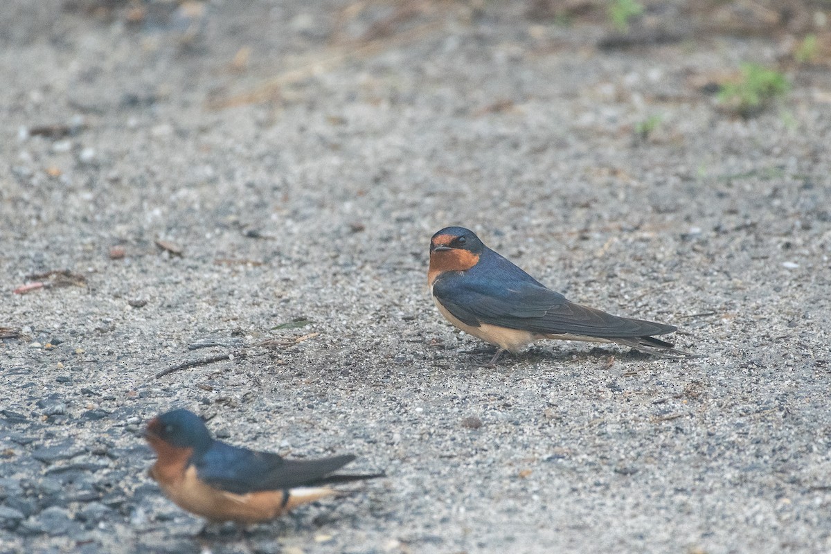 Barn Swallow - ML241728281