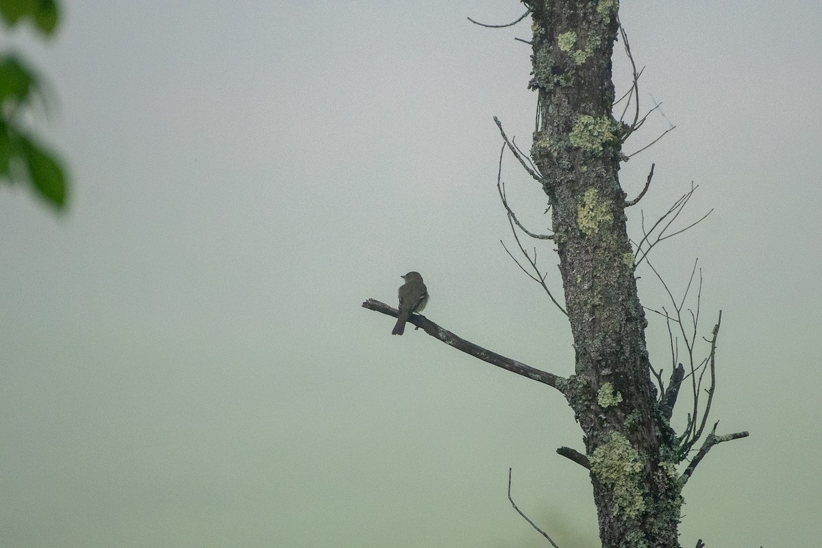 Alder Flycatcher - ML241728371