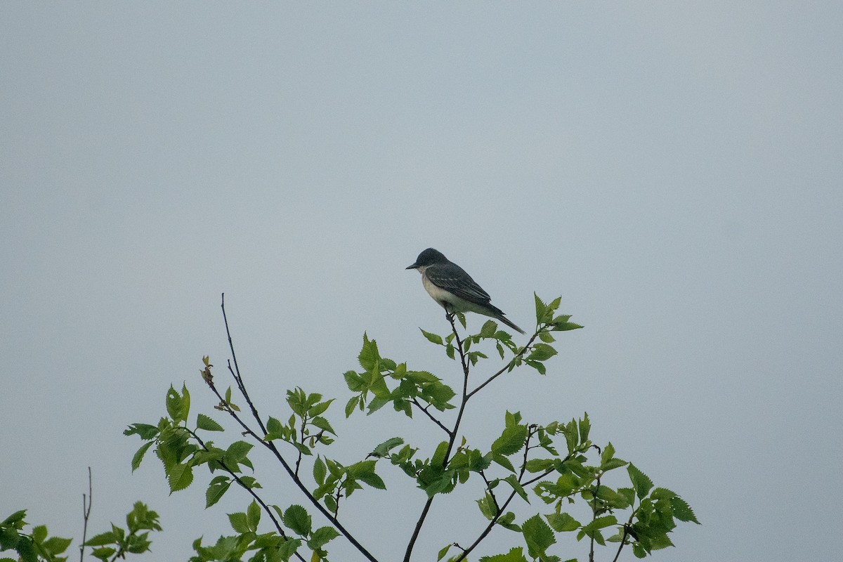 Eastern Kingbird - ML241728381