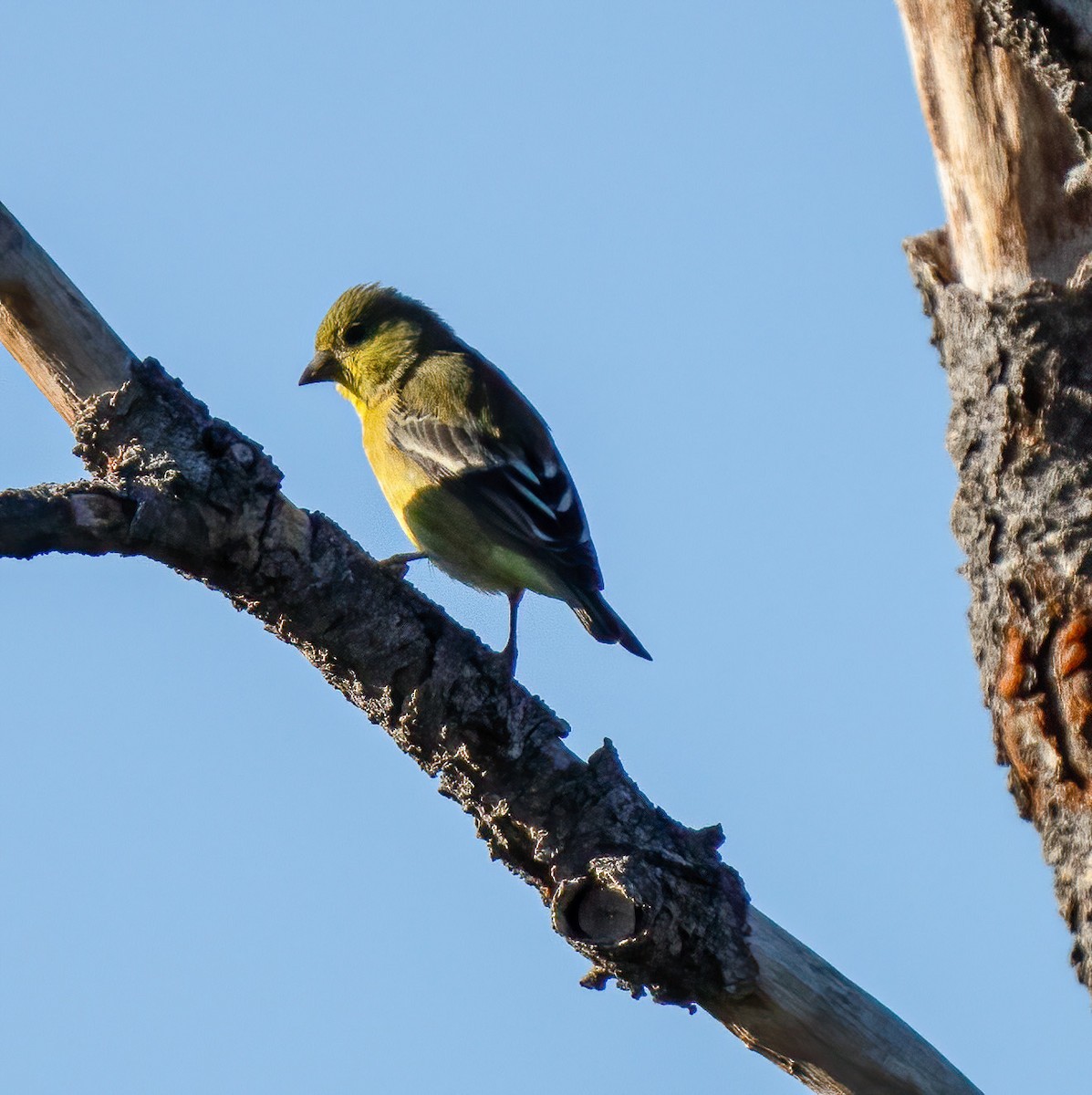 Lesser Goldfinch - Charles Gage