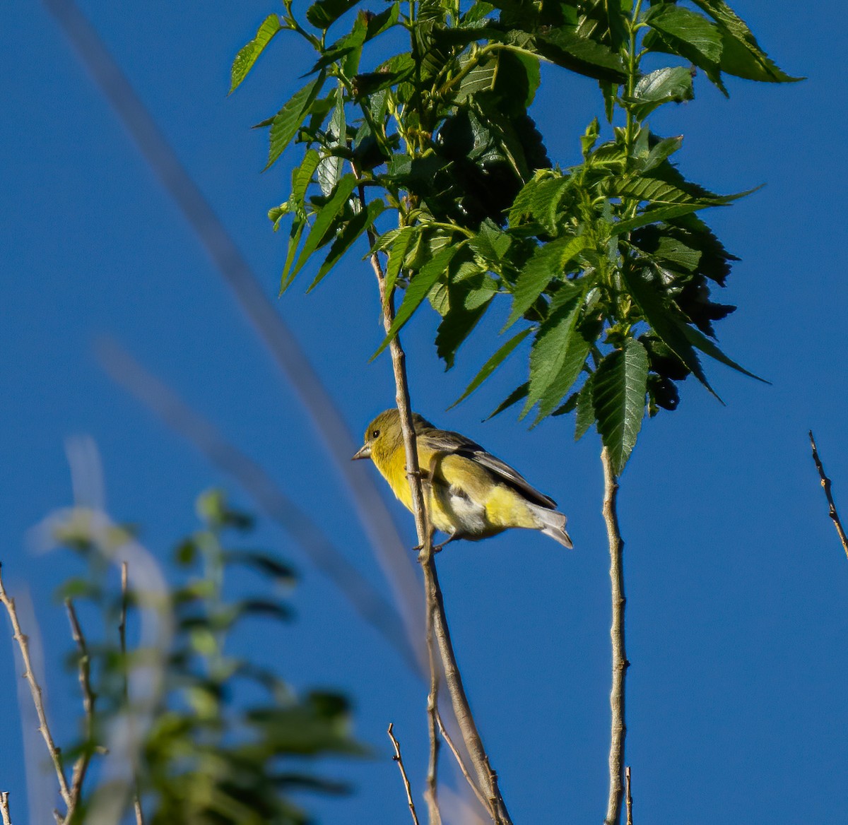 Lesser Goldfinch - ML241728421