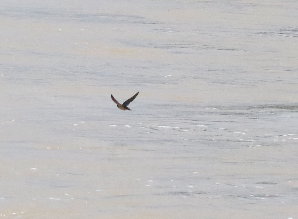 Barn Swallow - ML241729621