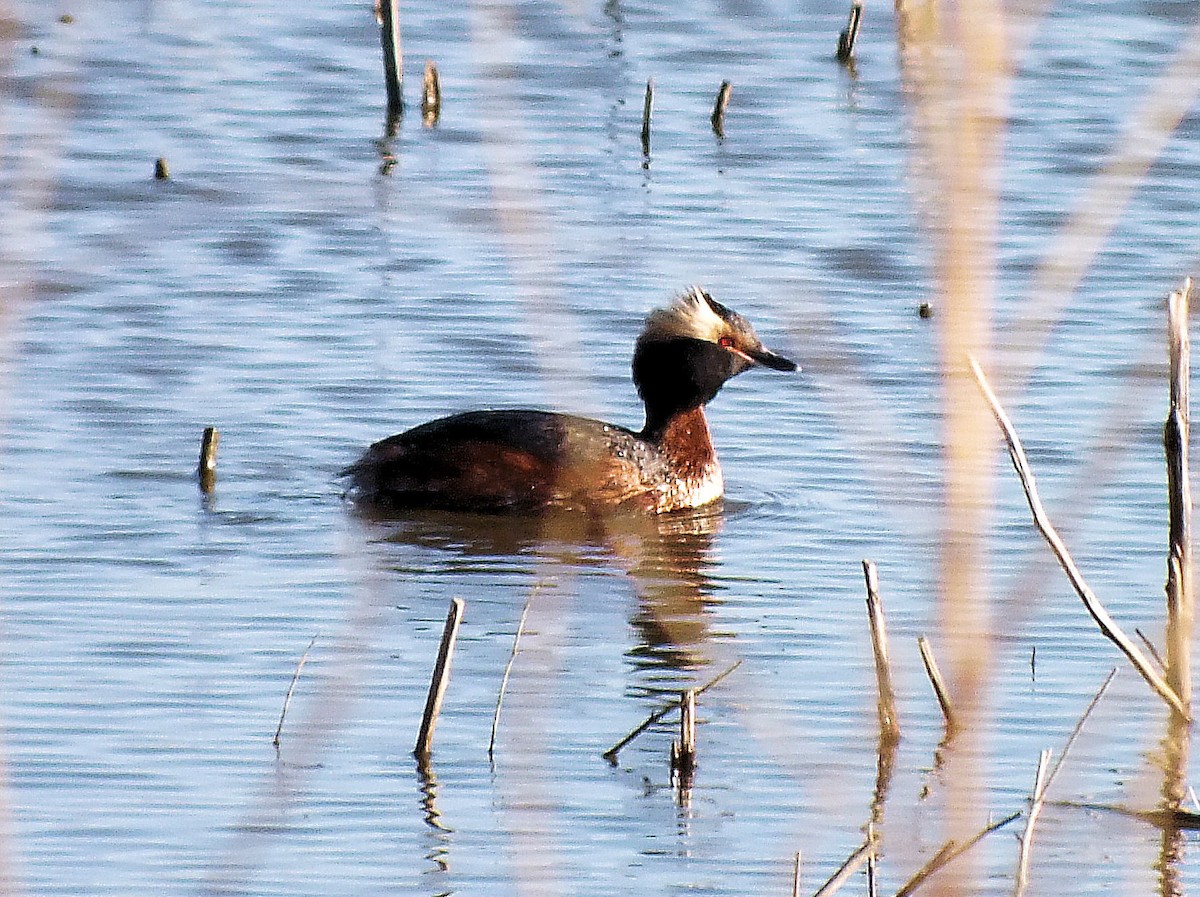 Horned Grebe - ML241729631