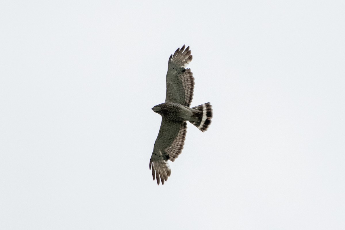 Broad-winged Hawk - Richard Littauer