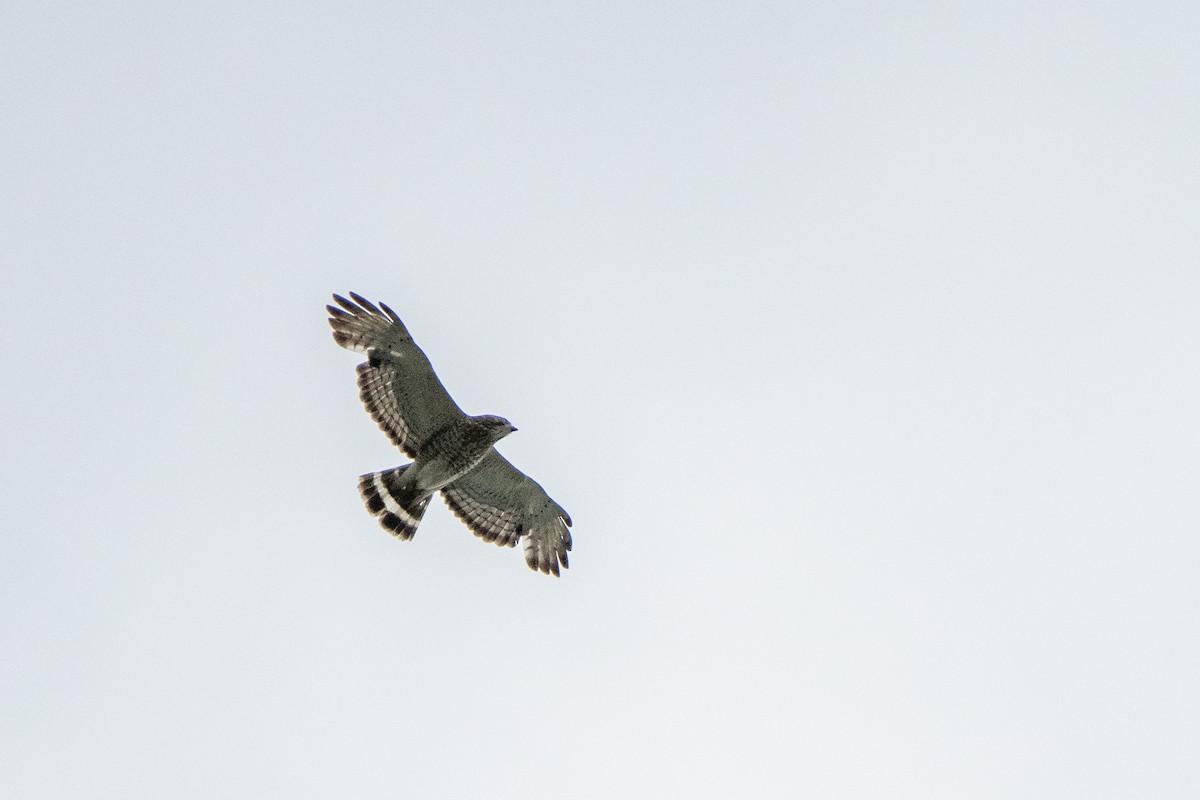 Broad-winged Hawk - Richard Littauer