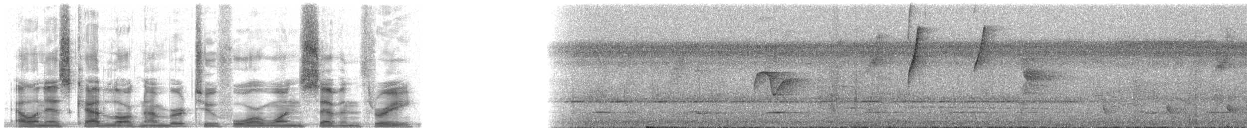 Rotschwanz-Schattenkolibri - ML24173
