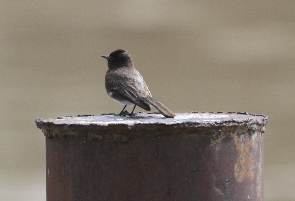 Black Phoebe - ML241730231