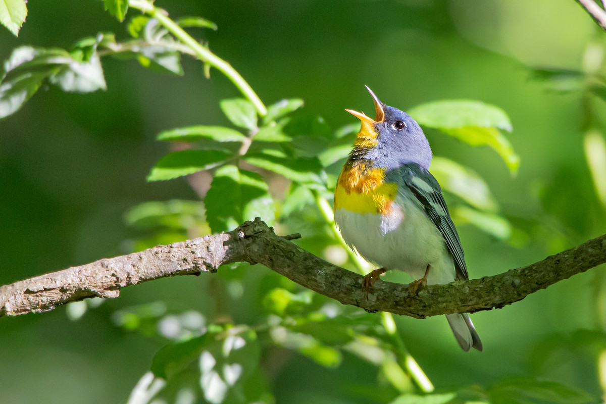 Northern Parula - ML241731141