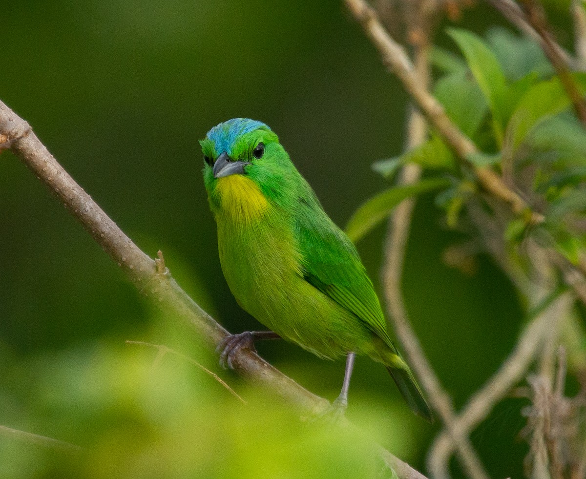 Green Shrike-Vireo - Giovanni Martinez