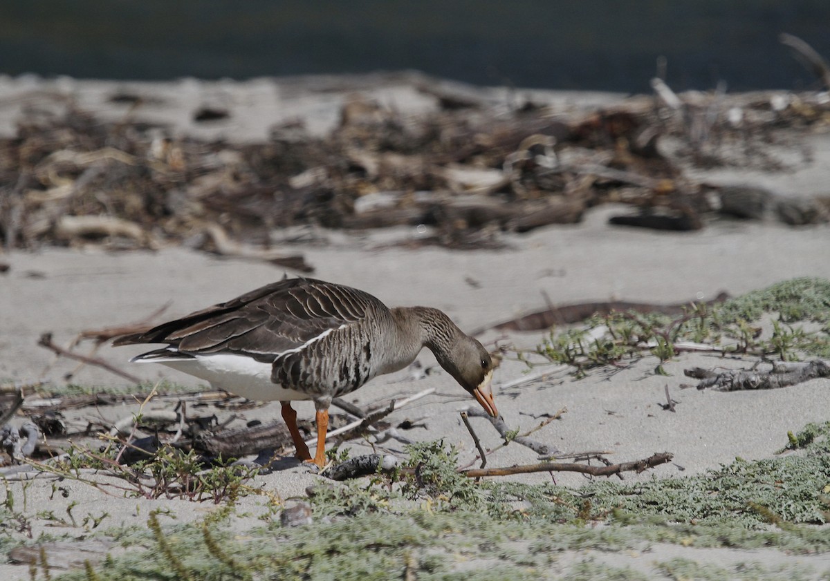 Greater White-fronted Goose - ML241733721