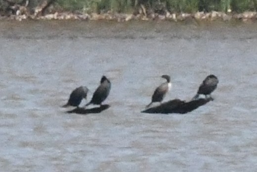 Double-crested Cormorant - Cathryn Dippo