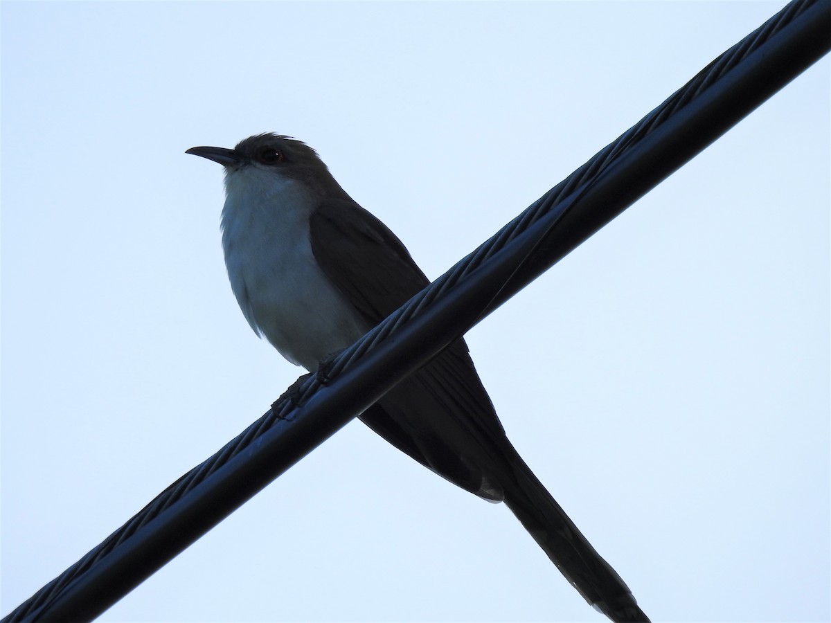 Black-billed Cuckoo - ML241734581