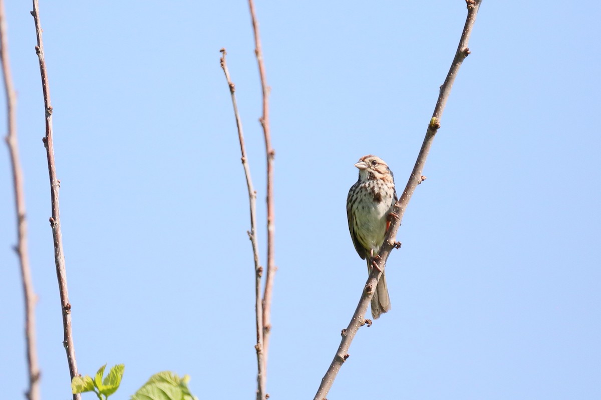 Song Sparrow - ML241734641