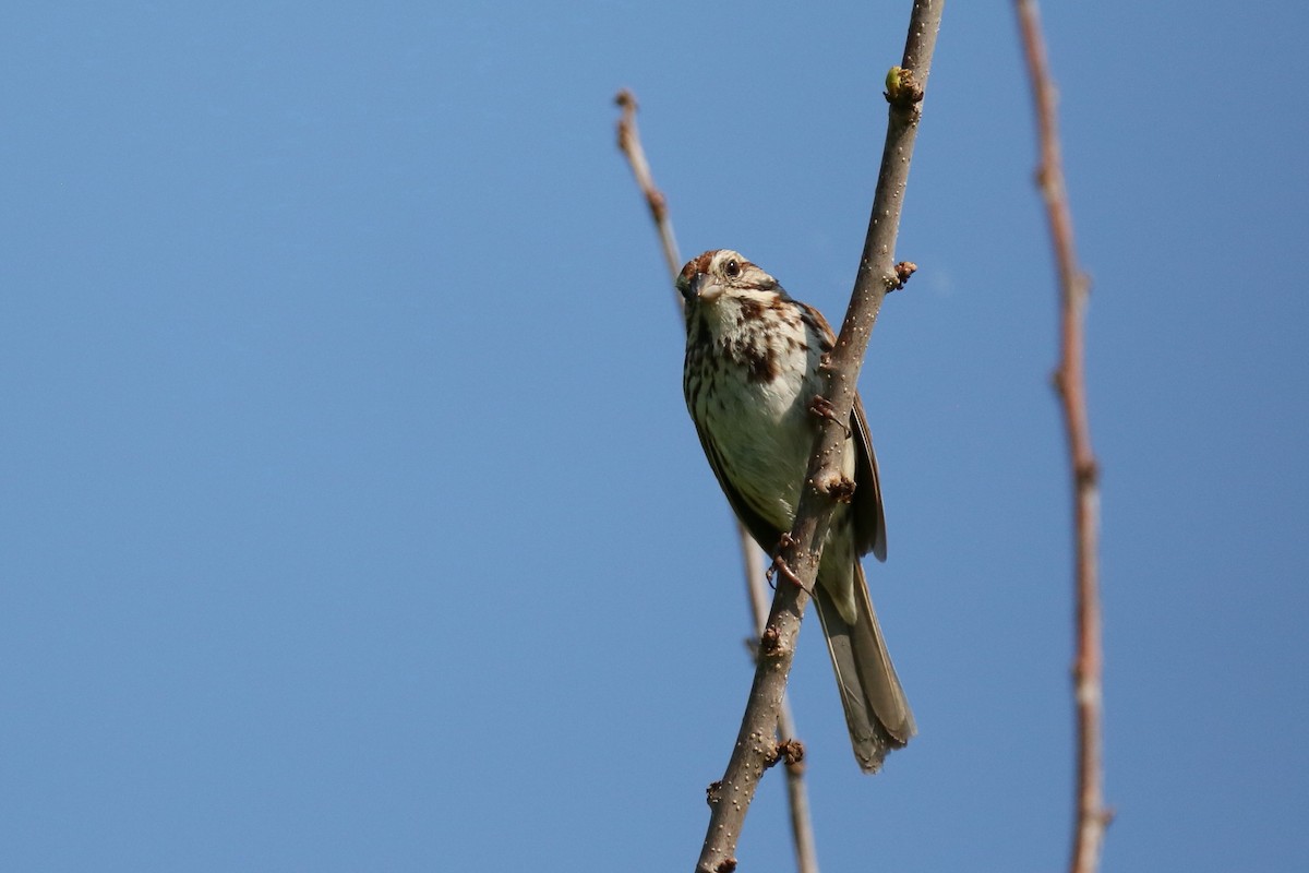 Song Sparrow - ML241734711