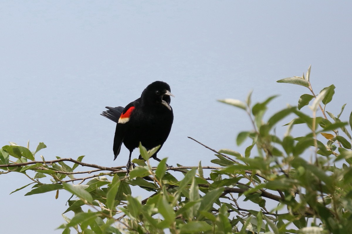 Red-winged Blackbird - ML241734941
