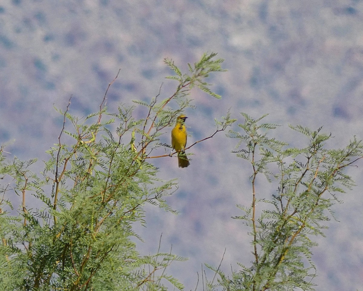 Hooded Oriole - ML241734961