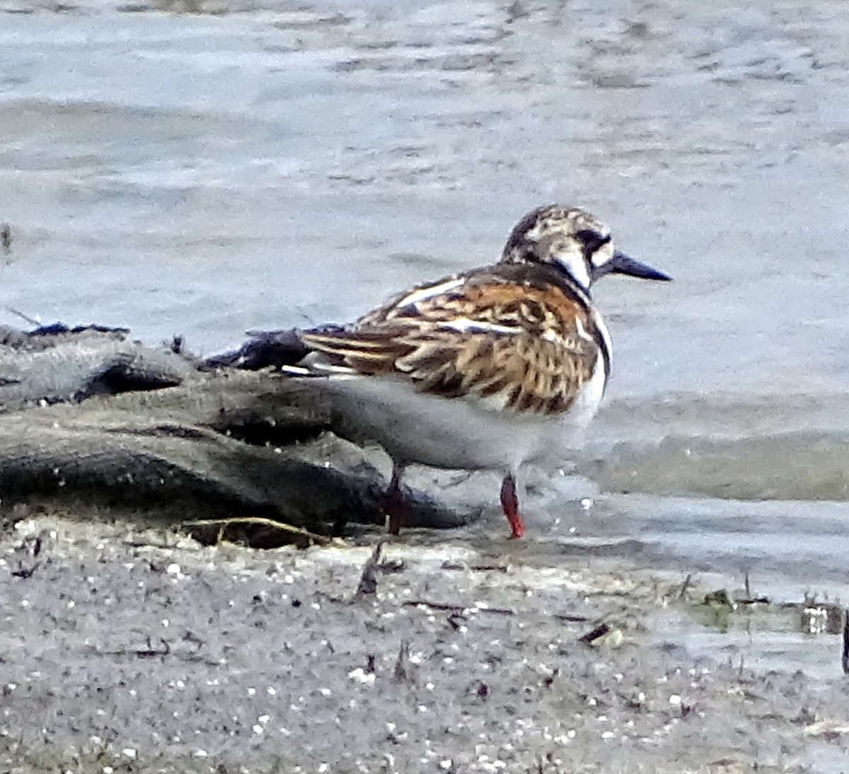 Ruddy Turnstone - ML241737221