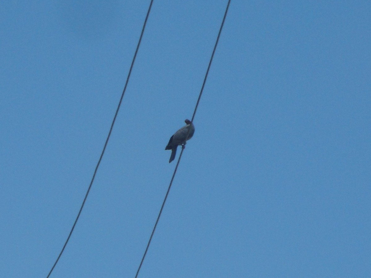 Pigeon à cou rouge - ML241737541