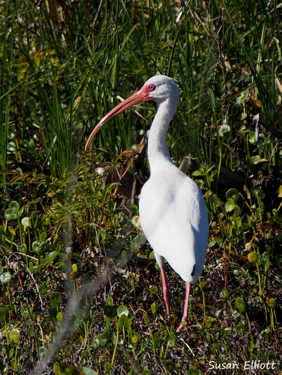 ibis bílý - ML24173771