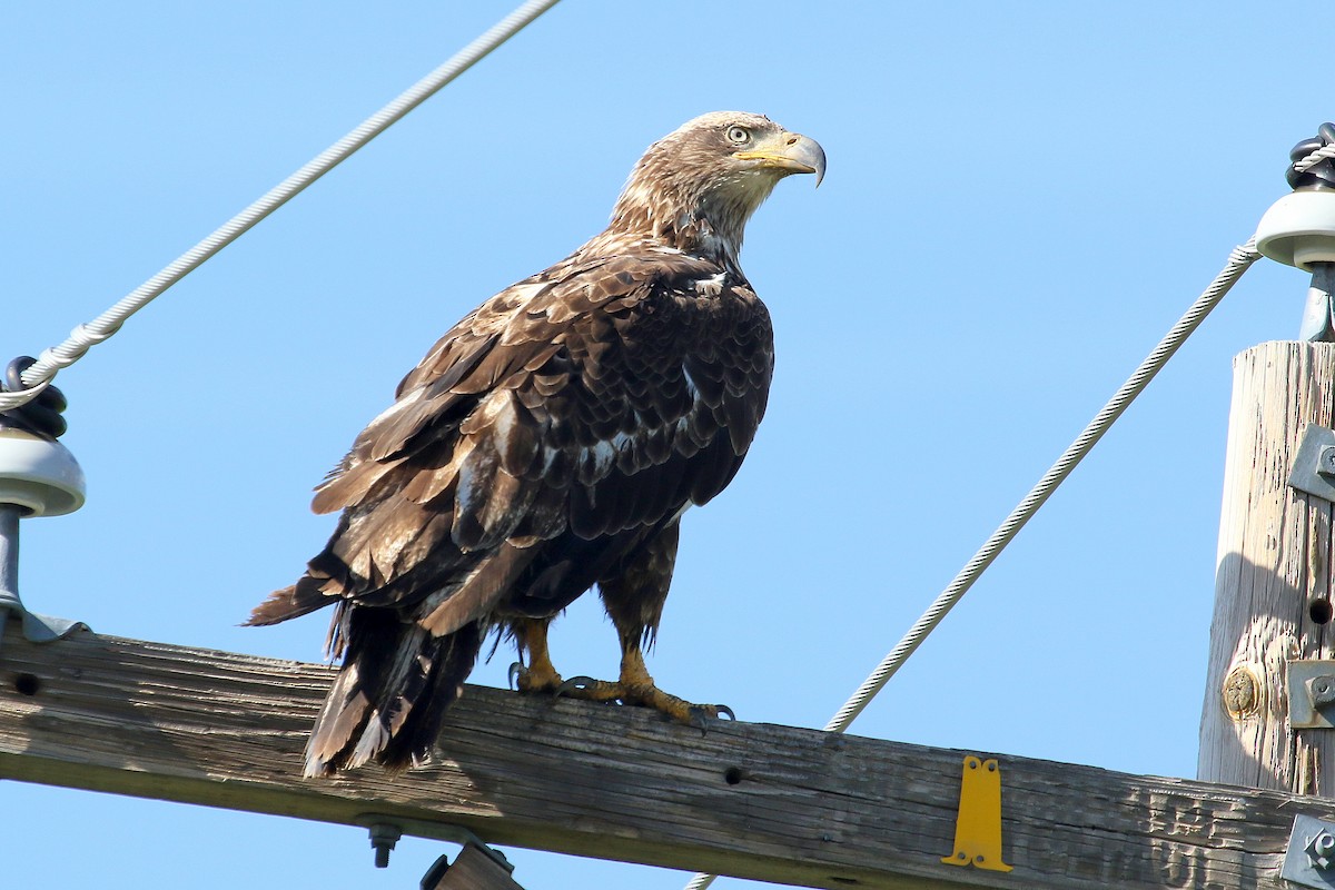 Bald Eagle - ML241737951