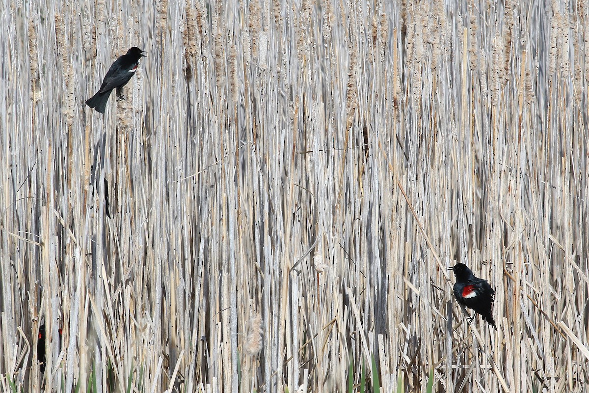 Tricolored Blackbird - ML241738311