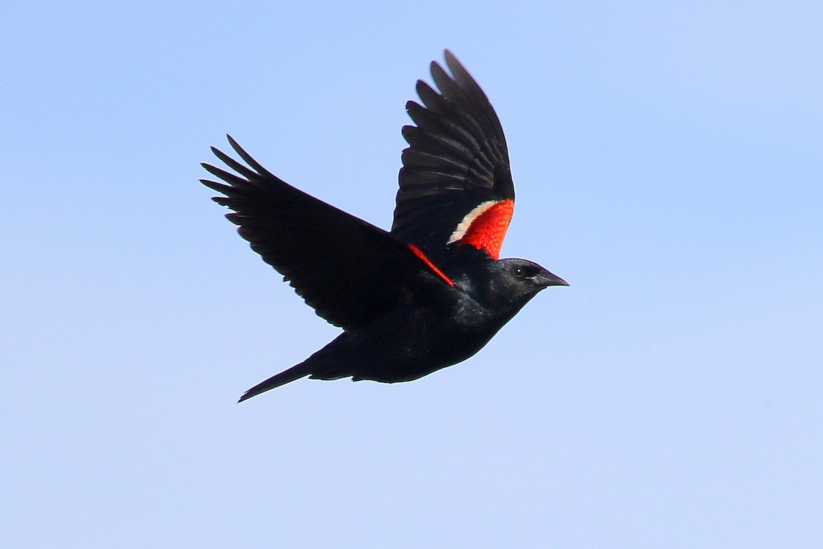 Tricolored Blackbird - ML241738921